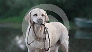 A trained Labrador Retriever holds its own leash, ready for a walk