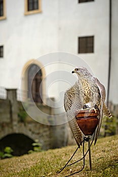 Trained large captive saker falcon raptor bird on town festivities at the old castle. White background.