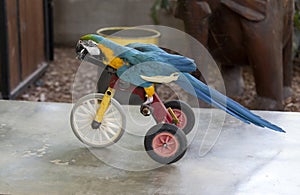 Trained macaw parrot rides a bicycle
