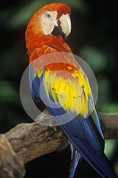 Trained Macaw parrot at Sunken Gardens, St. Petersburg, FL