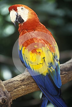 Trained Macaw parrot at Sunken Gardens, St. Petersburg, FL