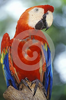 Trained Macaw parrot at Sunken Gardens, St. Petersburg, FL photo