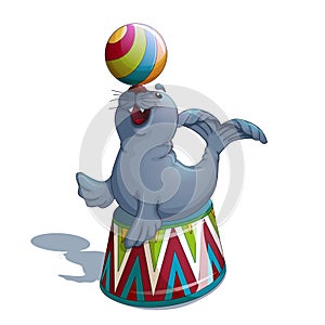 A trained merry seal or fur seal sits on a circus stand and holds a bright striped ball on the nose.