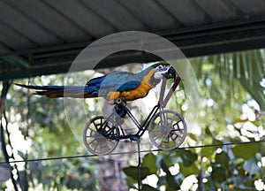 Trained parrot blue-yellow macaw riding a bike