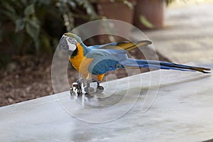 Trained parrot blue-yellow macaw riding