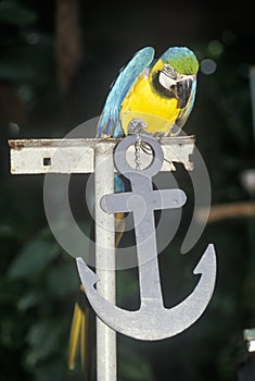 Trained parrot at Sunken Gardens, St. Petersburg, FL