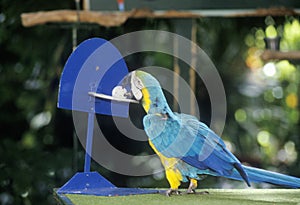 Trained parrot at Sunken Gardens, St. Petersburg, FL