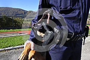 A trained police dog or K-9 unit