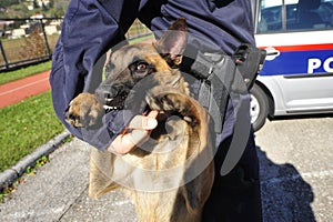 A trained police dog or K-9 unit