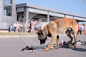 trained police dog searching for drugs, chemicals in shoes