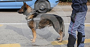 Trained police dog during surveillance along the streets of the