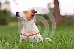 Trained purebred adorable Jack Russel Terrier dog in leash stands like gopher outdoors in the nature on summer green park grass me