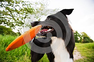 Trained purebred border collie dog playing with his favourite toy outdoors in the park. Adorable puppy, holding a red frisbee