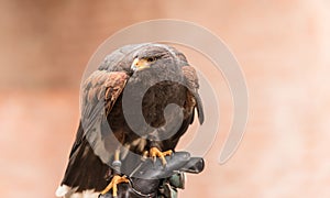 Trained red winged buzzard