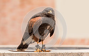 Trained red winged buzzard