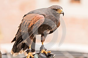 Trained red winged buzzard