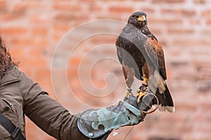 Trained red winged buzzard