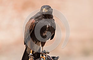 Trained red winged buzzard