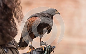 Trained red winged buzzard