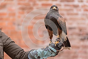 Trained red winged buzzard