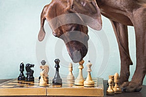 Trained Rhodesian Ridgeback dog plays chess