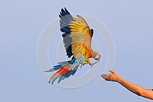 Trained Shamrock Macaw parrot flying towards the owner. photo