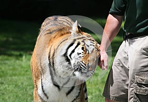 Trained Tiger