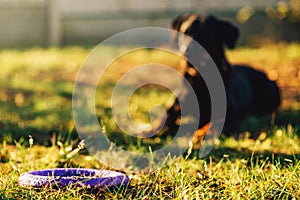 Trained watch dog behind a toy on playground