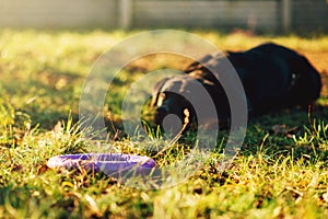 Trained watch dog behind a toy on playground