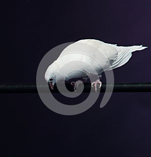 Trained white dove photo