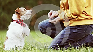 Trainer giving dog treat to her begging jack russell terrier, puppy training concept