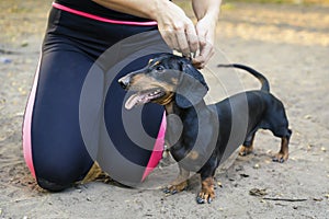 Trainer instructs the team to stand dachshund. Training and agility dogs