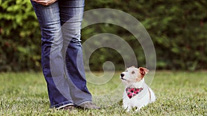 Trainer owner teaches her happy obedient small dog, positive puppy training