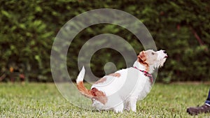 Trainer owner teaching her funny happy begging dog and giving her snack treats, puppy training, tricks and fun