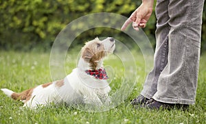 Trainer teaching dog to sit in the grass, pet training concept