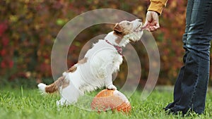 Trainer teaching her cute dog to wait on a pumpkin and giving snack treats in autumn