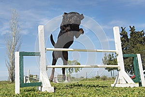 Training of agility