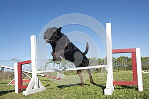 training of agility
