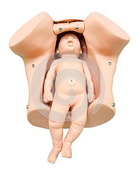 Training anatomy model for students studying medicine. Simulation of birth. Newborn in vagina