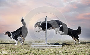 training of australian shepherd