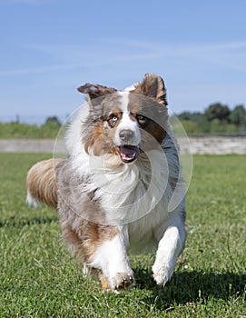 training of australian shepherd