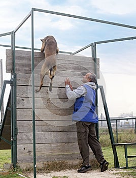 training of belgian shepherd