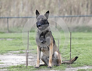 training of belgian shepherd