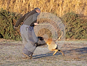 training of belgian shepherd