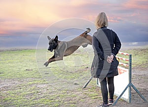 training of belgian shepherd