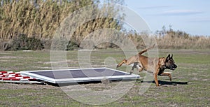 training of belgian shepherd