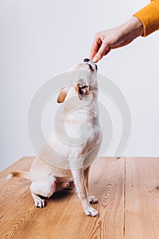 Training and caring for a chihuahua dog on a white isolated background.