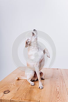 Training and caring for a chihuahua dog on a white isolated background.