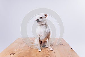 Training and caring for a chihuahua dog on a white isolated background.