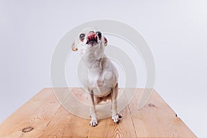 Training and caring for a chihuahua dog on a white isolated background.